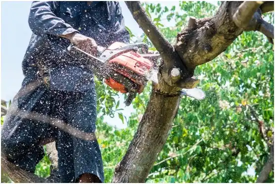 tree services Orleans